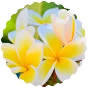 Bougie Cierge Blanc artisanal | Protection - Monoï